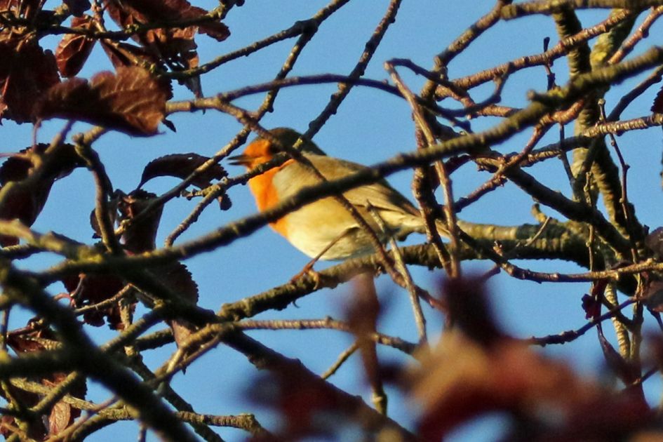 Welk vogeltje zag ik in m'n tuin
